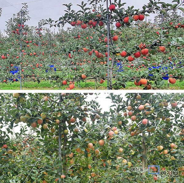 기존과 같이 방추형으로 재배한 나무는 햇볕이 적게 드는 쪽의 사과가 아직 익지 않았지만(아래), 평면형에서 자란 것은 햇볕을 고르게 받아 붉게 익었다. ⓒ 무한정보신문