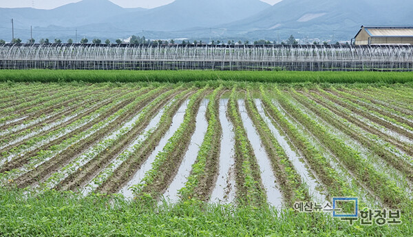 집중호우에 침수된 논콩재배 농지. ⓒ 예산군