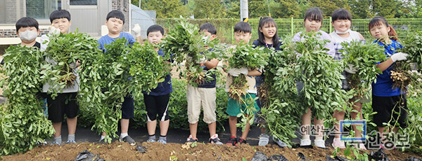 웅산초 꼬마 농부들이 땅속보물을 캐고 있다. ⓒ 웅산초등학교