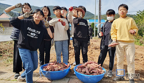 학생들이 고구마를 캐고 있다. ⓒ 대흥초등학교