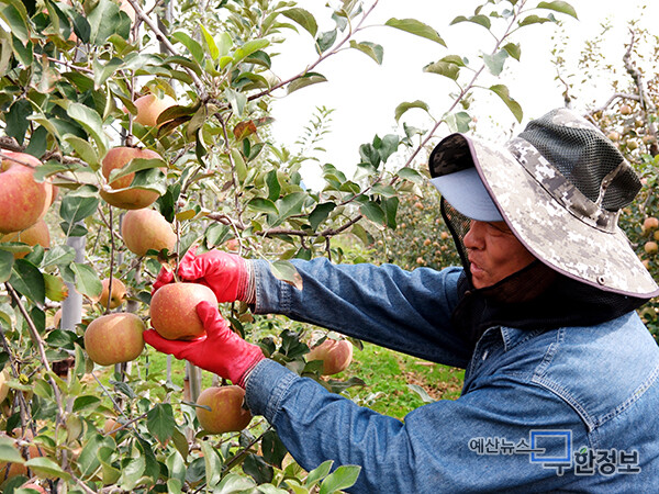 신암 조곡리 과수원 주민이 사과를 살펴보고 있다. ⓒ 무한정보신문