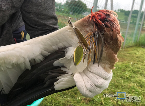 예당호에 서식하는 황새 ‘만황’의 날개에 낚시 바늘이 박힌 모습. ⓒ 예산군