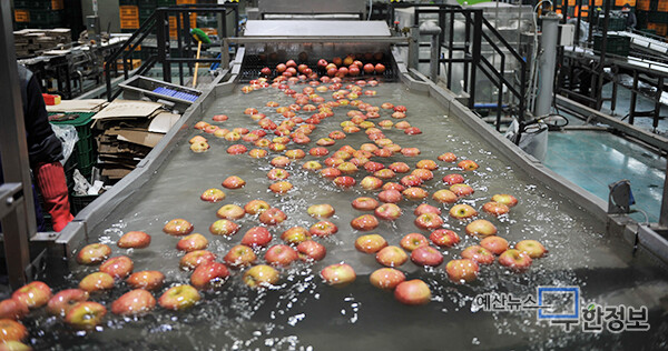 예산농산물유통센터 사과세척기가 선별기에 올릴 사과를 세척하고 있다. ⓒ 무한정보신문