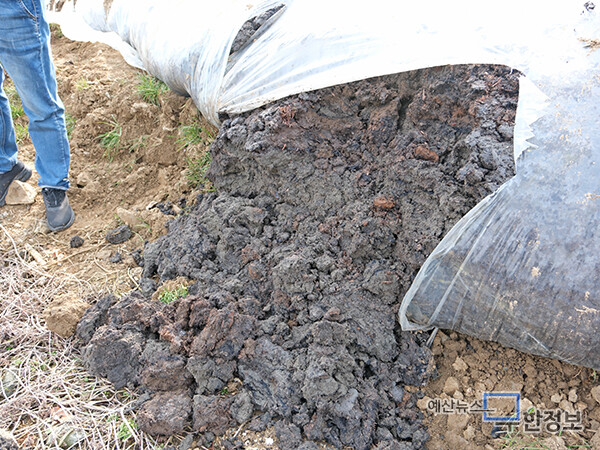 비닐 포장이 터진 곳에서 하수구 냄새가 나고 있다. ⓒ 무한정보신문